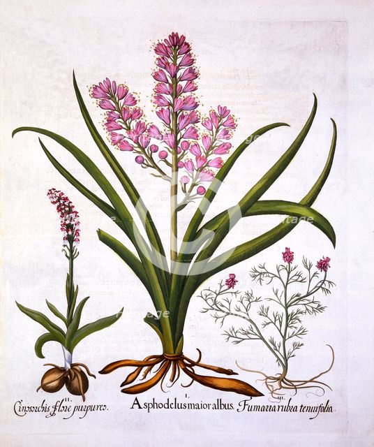 Asphodel, Burnt Orchid and Fumaria Spicata, from 'Hortus Eystettensis', by Basil Besler (1561-1629),