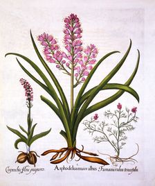 Asphodel, Burnt Orchid and Fumaria Spicata, from Hortus Eystettensis by Basil Besler (1561-1629)