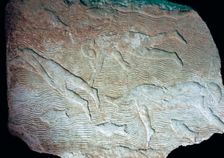 Assyrian relief of swimmers