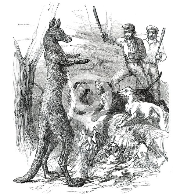 At Bay - "Sticking up a Boomer", 1850. Creator: Unknown.