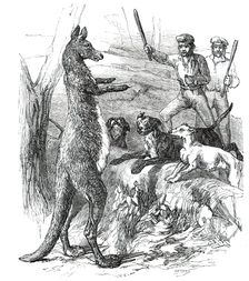 At Bay - "Sticking up a Boomer", 1850. Creator: Unknown