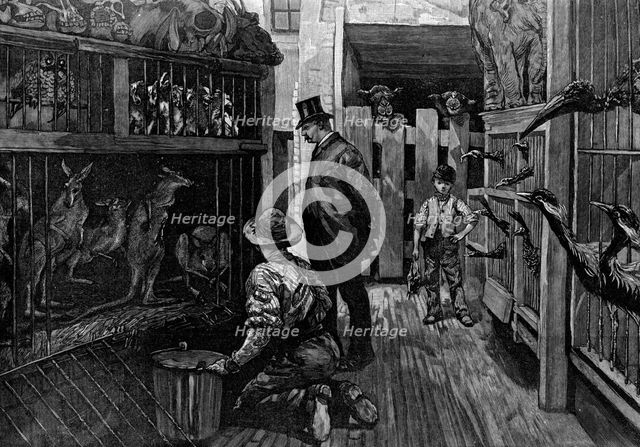 At Jamrach's, London, 1887. Artist: Unknown