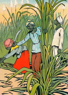 At Work Among The Sugar-Canes 1912. Artist: Charles Robinson