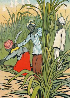 At Work Among The Sugar-Canes 1912. Artist: Charles Robinson