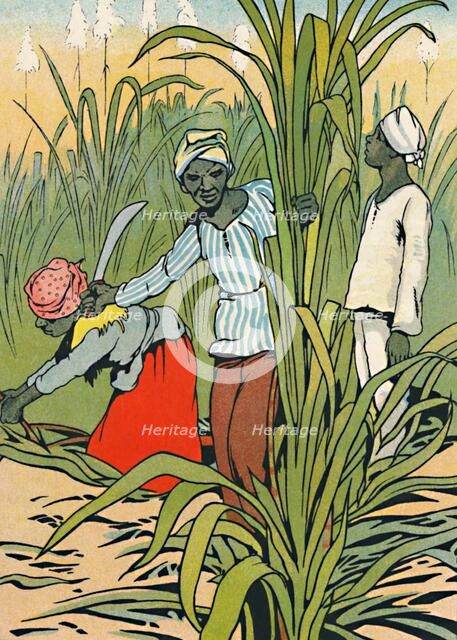 'At Work Among The Sugar-Canes', 1912. Artist: Charles Robinson.