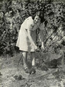 At Work in Her Garden - Windsor, 1941 1947. Creator: Unknown