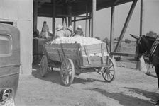 At the cotton gin, Cotton gin and wagons, Hale County, Alabama, 1936. Creator: Walker Evans