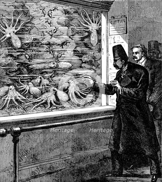 At the Crystal Palace: feeding the cuttle-fish in the Aquarium, 1873. Creator: Unknown.