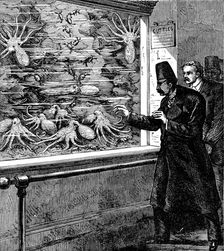 At the Crystal Palace: feeding the cuttle-fish in the Aquarium, 1873. Creator: Unknown