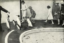 At the London Zoo - at the Penguin Pool 1939, (1947). Creator: Unknown