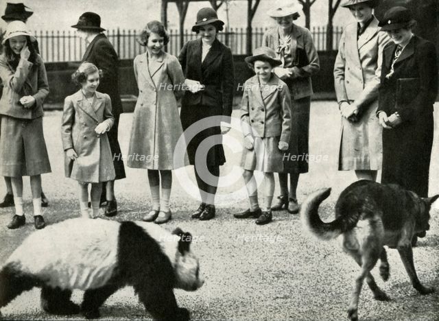 'At the London Zoo - watching the antics of a baby panda', 1939, (1947).  Creator: Unknown.