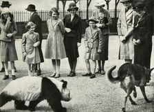 At the London Zoo - watching the antics of a baby panda 1939, (1947). Creator: Unknown
