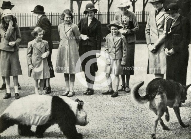 'At the London Zoo - watching the antics of a baby panda', 1939, (1947).  Creator: Unknown.