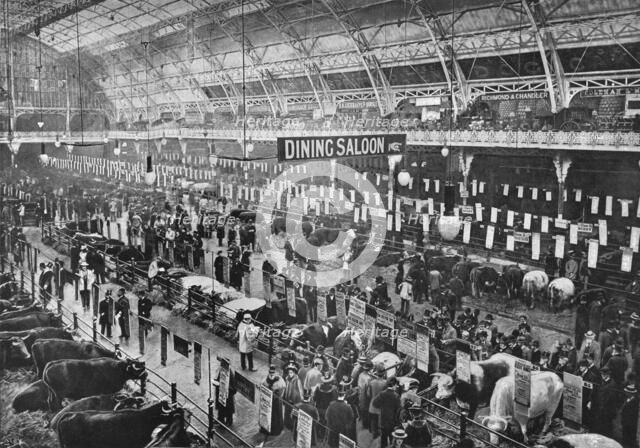 At the Smithfield Club cattle show, Agricultural Hall, Islington, London, 1902 (1903). Artist: Unknown.