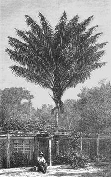 'Attalea Palm-tree on the Madeira; Indian-Rubber Groves of the Amazons 1875. Creator: Unknown