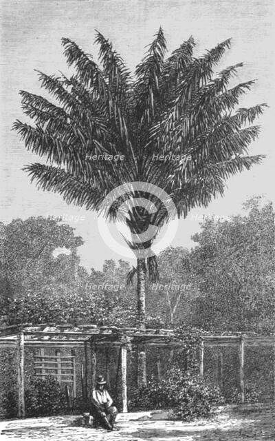 ''Attalea Palm-tree on the Madeira; Indian-Rubber Groves of the Amazons', 1875. Creator: Unknown.