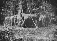 Attempting to Rescue the Bound Cow c1890, (1910). Artist: Alfred William Amandus Plate