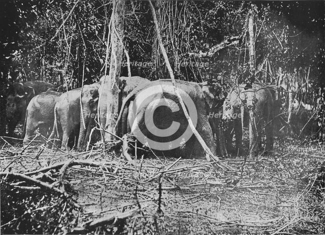 'Attempting to Rescue the Bound Cow', c1890, (1910). Artist: Alfred William Amandus Plate.