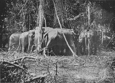 Attempting to Rescue the Bound Cow c1890, (1910). Artist: Alfred William Amandus Plate