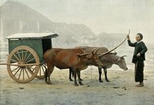 Attelage Annamite (Annamite Yoke), 1900. Creator: Unknown