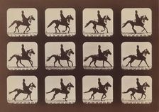 Attitudes of Animals in Motion, 1879, printed 1881. Creator: Eadweard J Muybridge