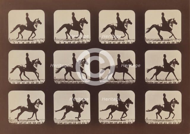 Attitudes of Animals in Motion, 1879, printed 1881. Creator: Eadweard J Muybridge.