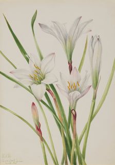 Atamasco-Lily (Atamosco atamasco), 1925. Creator: Mary Vaux Walcott