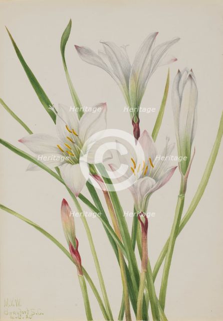 Atamasco-Lily (Atamosco atamasco), 1925. Creator: Mary Vaux Walcott.