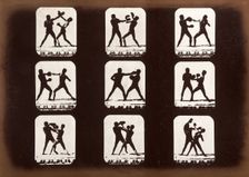 Athletes. Boxing., 1881. Creator: Eadweard J Muybridge