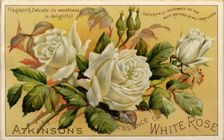 Atkinson’s Essence of White Rose, 19th century