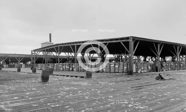 Atlantic Cotton Compress Company, Pensacola, Fla., between 1900 and 1906. Creator: Unknown.