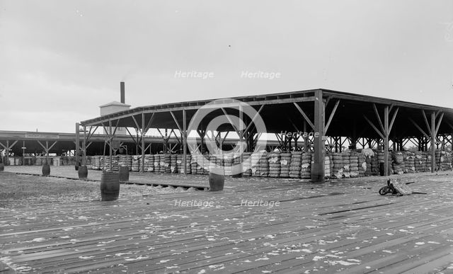 Atlantic Cotton Compress Company, Pensacola, Fla., between 1900 and 1906. Creator: Unknown.