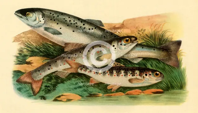 Atlantic salmon - Grilse, Smolt and Parr, 1887, (1946).  Creator: Unknown.