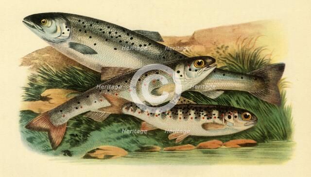 Atlantic salmon - Grilse, Smolt and Parr, 1887, (1946).  Creator: Unknown.