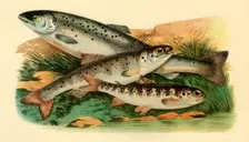 Atlantic salmon - Grilse, Smolt and Parr, 1887, (1946). Creator: Unknown