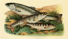 Atlantic salmon - Grilse, Smolt and Parr, 1887, (1946). Creator: Unknown
