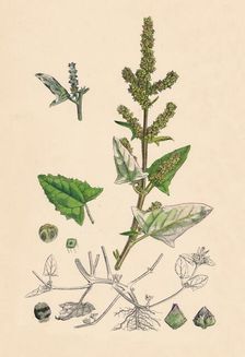 Atriplex deltoidea. Triangular-leaved Orache 19th Century