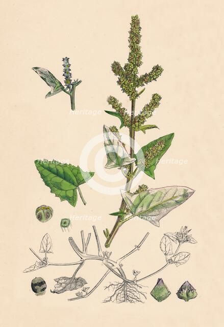 'Atriplex deltoidea. Triangular-leaved Orache', 19th Century. Artist: Unknown.