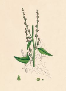 Atriplex Smithii. Smith's Orache 19th Century