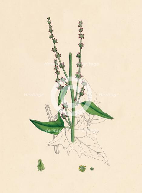 'Atriplex Smithii. Smith's Orache', 19th Century. Artist: Unknown.