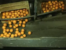 Automatic dumper at the co-op orange packing plant, Redlands, Calif., 1943. Creator: Jack Delano