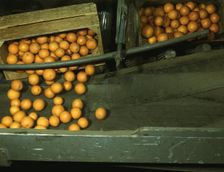 Automatic dumper at the co-op orange packing plant, Redlands, Calif., 1943. Creator: Jack Delano