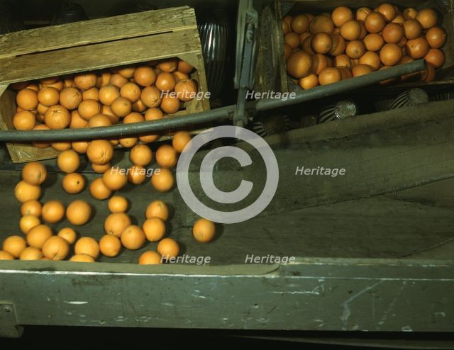 Automatic dumper at the co-op orange packing plant, Redlands, Calif., 1943. Creator: Jack Delano.