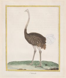 Autruche (Ostrich), 1770-86. Creator: François Nicolas Martinet
