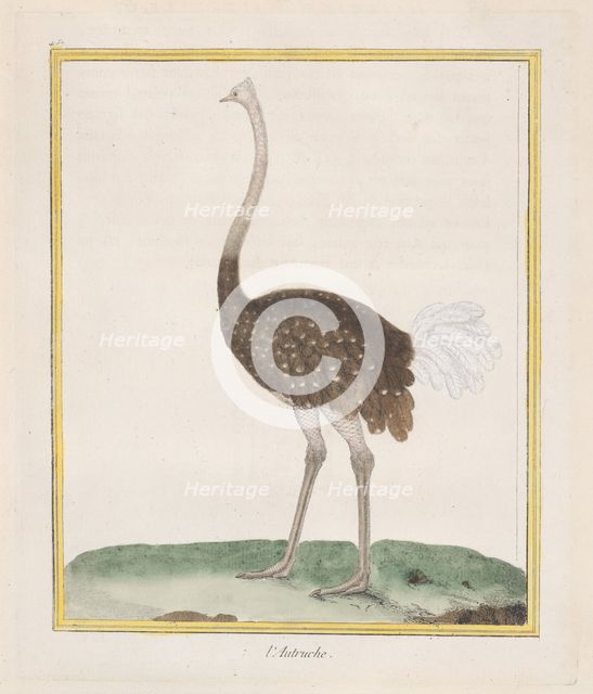 Autruche (Ostrich), 1770-86. Creator: François Nicolas Martinet.