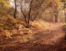 Autumn at Burnham Beeches, Buckinghamshire, c1955. Creator: Arthur Charles Kirby Ware