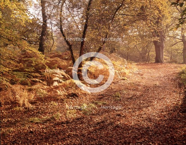Autumn at Burnham Beeches, Buckinghamshire, c1955.  Creator: Arthur Charles Kirby Ware.