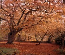 Autumn at Burnham Beeches, Buckinghamshire, c1955. Creator: Arthur Charles Kirby Ware