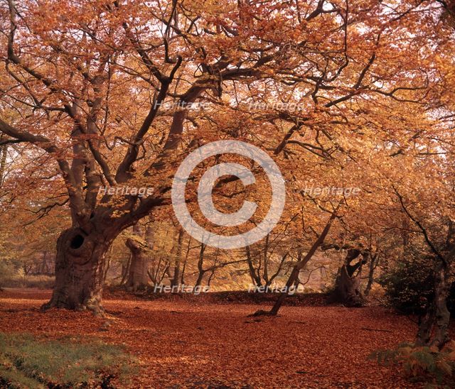 Autumn at Burnham Beeches, Buckinghamshire, c1955.  Creator: Arthur Charles Kirby Ware.