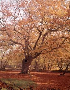 Autumn at Burnham Beeches, Buckinghamshire, c1955. Creator: Arthur Charles Kirby Ware